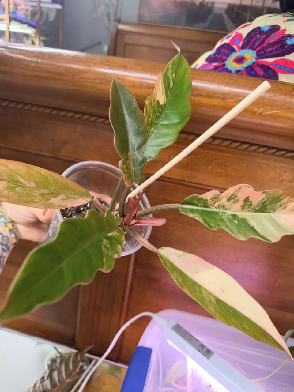 plant/Philodendron ‘Caramel Marble’-7