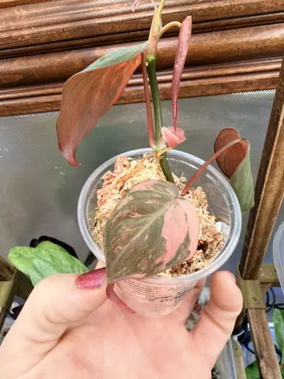 plant/Micans Aurea-multiple nodes FC #63-3-thumbnail