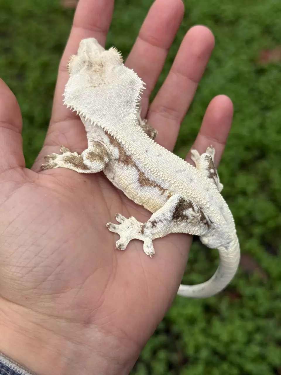 plant/Flan - RTBish M Yellow Lilly-0