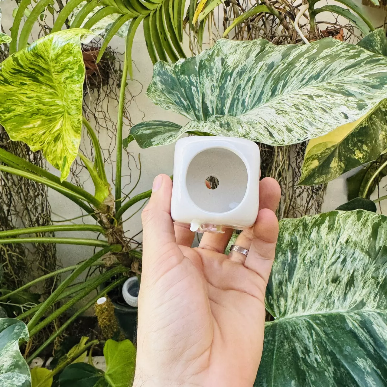 plant/Pearl pot D4 2” opening-3