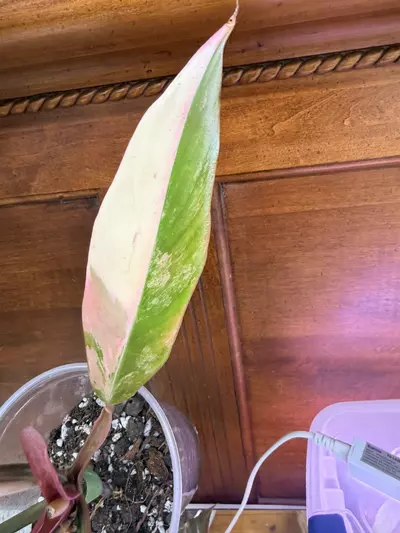 plant/Philodendron ‘Caramel Marble’-3-thumbnail