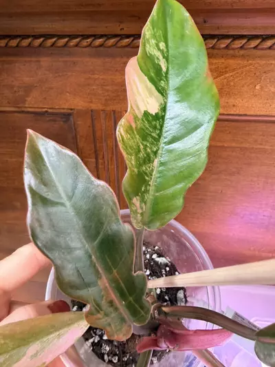 plant/Philodendron ‘Caramel Marble’-4-thumbnail