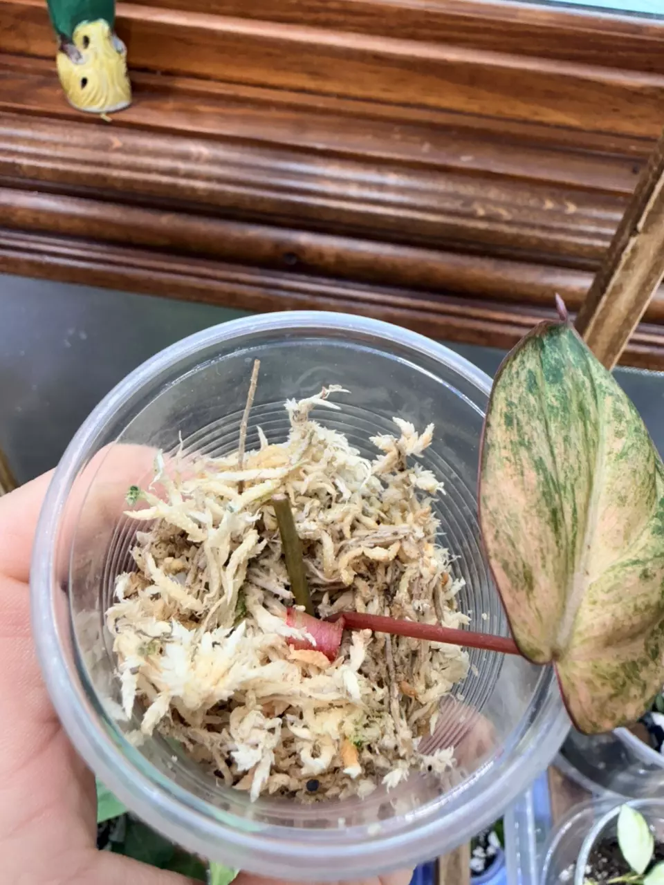 plant/Mint Micans- FC #0060-3