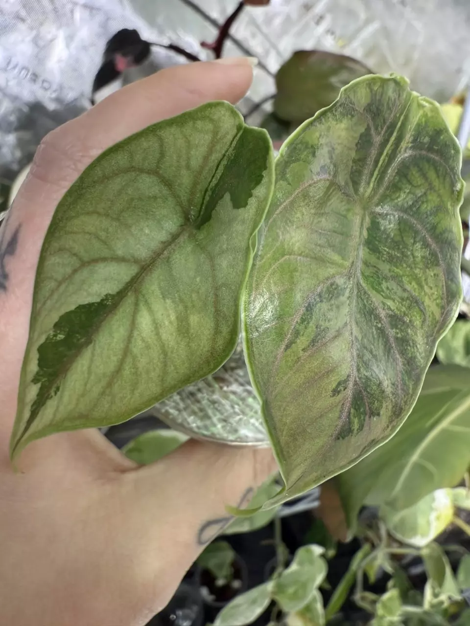 plant/🦄Alocasia Azlanii Pink Albo🦄-0