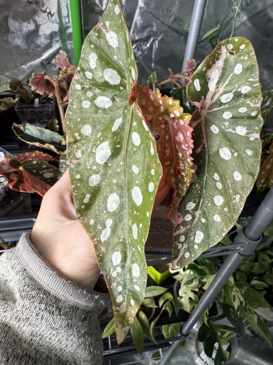 plant/Begonia Pink Maculata-0