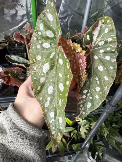 plant/Begonia Pink Maculata-0-thumbnail