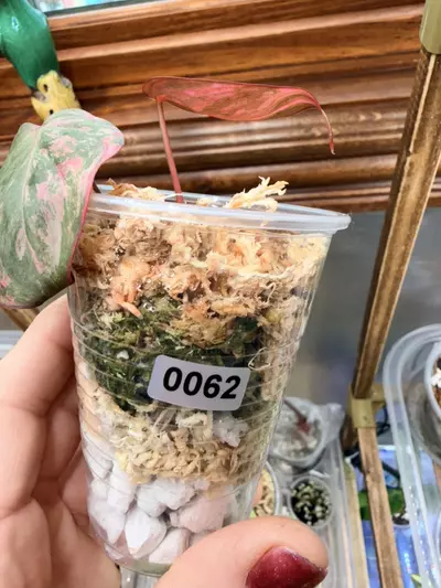 plant/Philodendron Micans Aurea  #0062-2-thumbnail