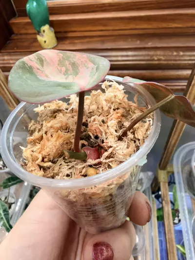 plant/Philodendron Micans Aurea  #0062-3-thumbnail