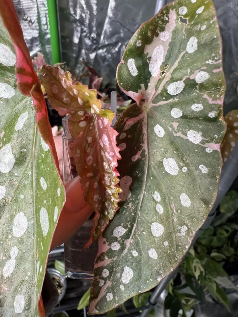 plant/Begonia Pink Maculata-1