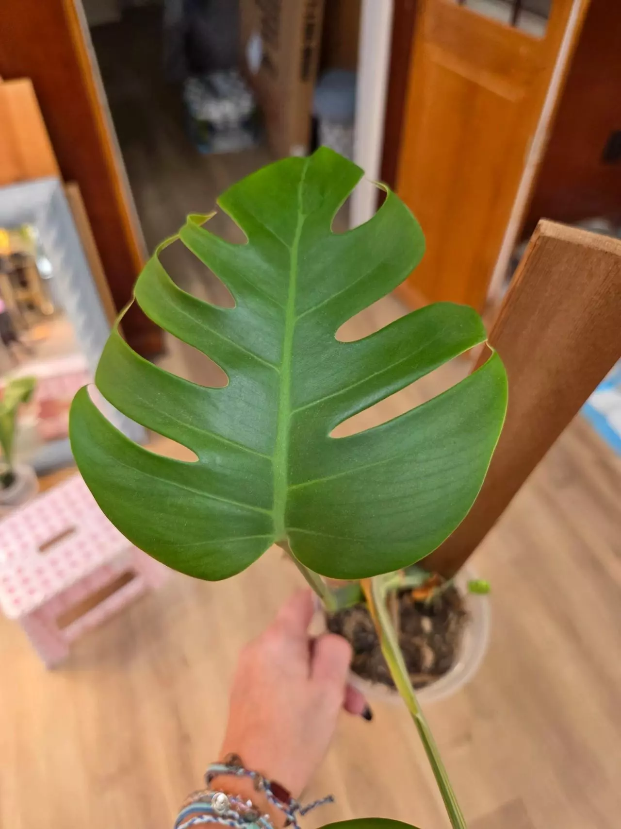 plant/Listing for Red Hot-1