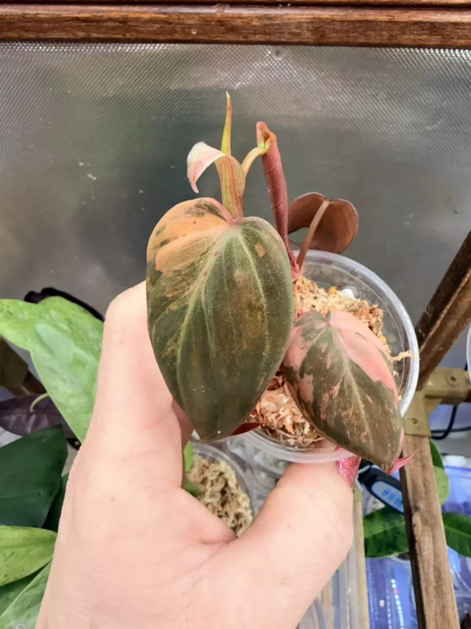 plant/Micans Aurea-multiple nodes FC #63-0