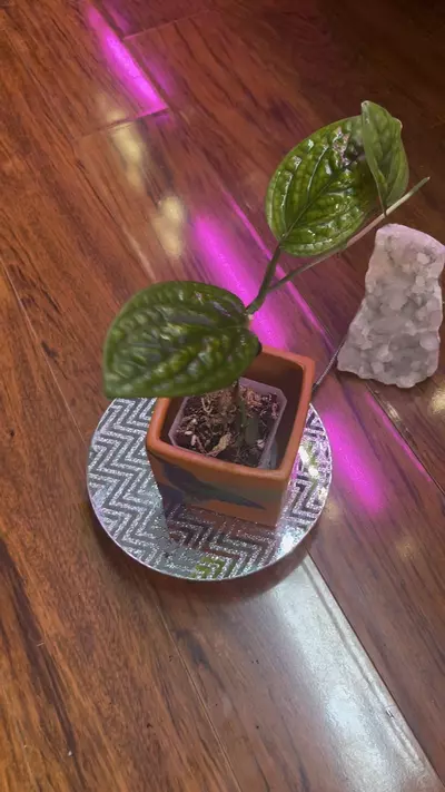 plant/Variegated Monstera Peru-0-thumbnail