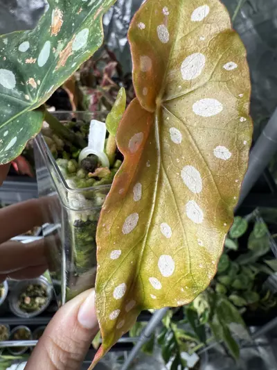 plant/Begonia Pink Maculata-1-thumbnail
