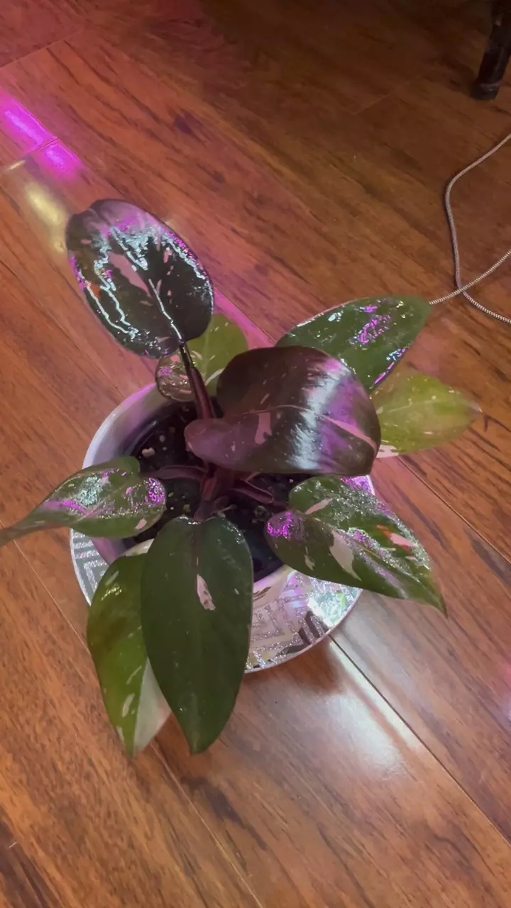 plant/Philodendron Pink Princess Marble-0