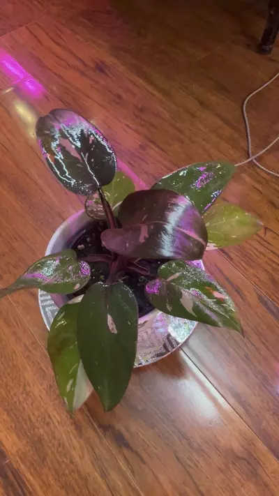 plant/Philodendron Pink Princess Marble-0-thumbnail