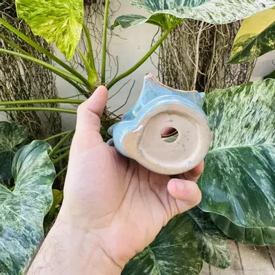 plant/D1 Blue Fox pot 2” opening-2-thumbnail