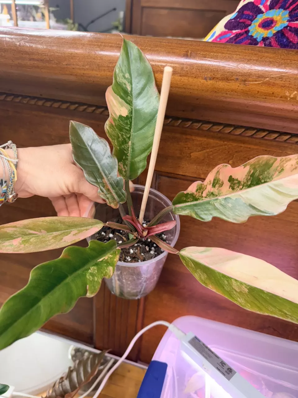 plant/Philodendron ‘Caramel Marble’-1