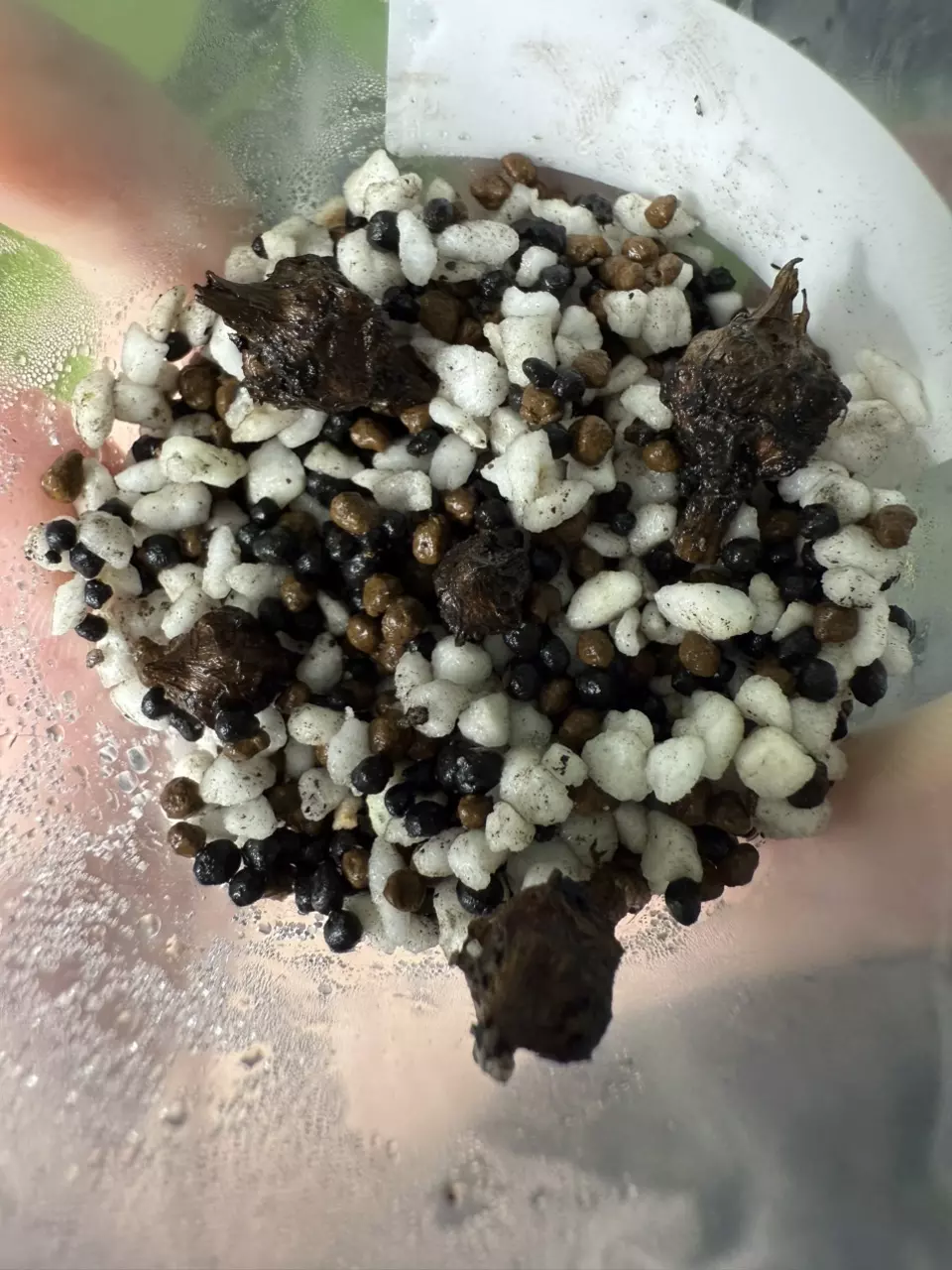 plant/Pink Nobillis Corms (Thai version)-1