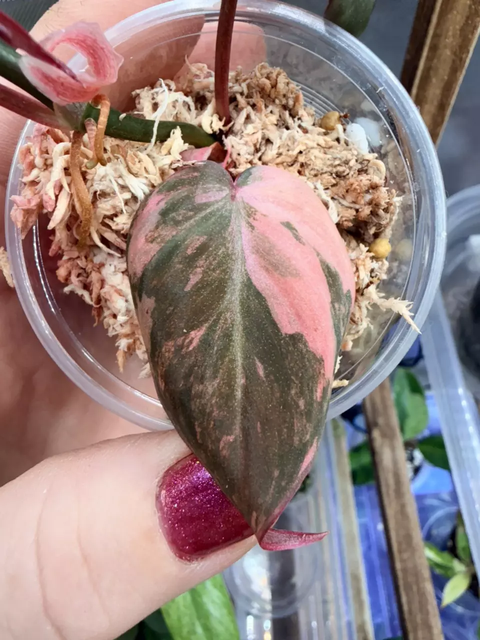 plant/Micans Aurea-multiple nodes FC #63-1