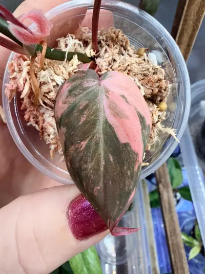 plant/Micans Aurea-multiple nodes FC #63-1-thumbnail