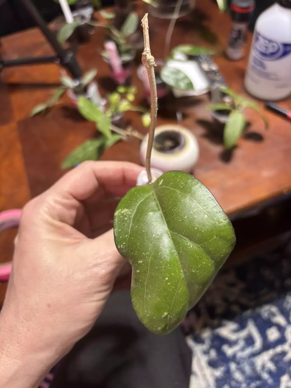 plant/#312 Hoya Nap 07. Fresh cutting-0