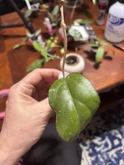 plant/#312 Hoya Nap 07. Fresh cutting-0-thumbnail