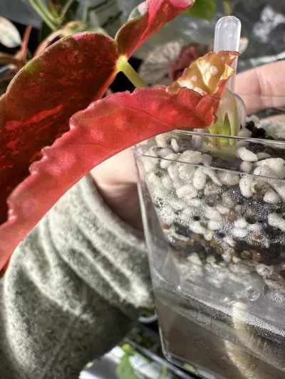 plant/Begonia Pink Maculata-3-thumbnail