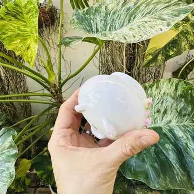 plant/Pearl pot D2 2” opening-2-thumbnail