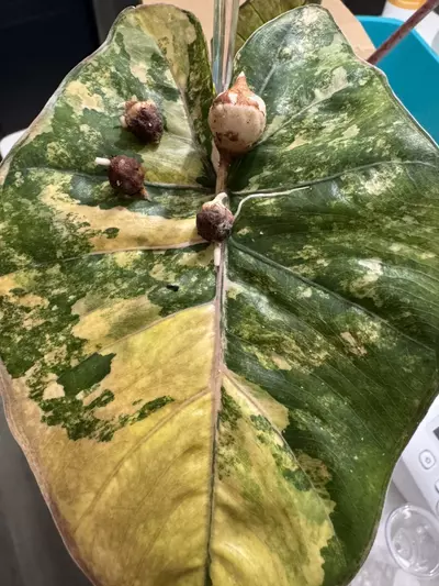 plant/Alocasia Yucatan Princess Aurea CORMS-0-thumbnail