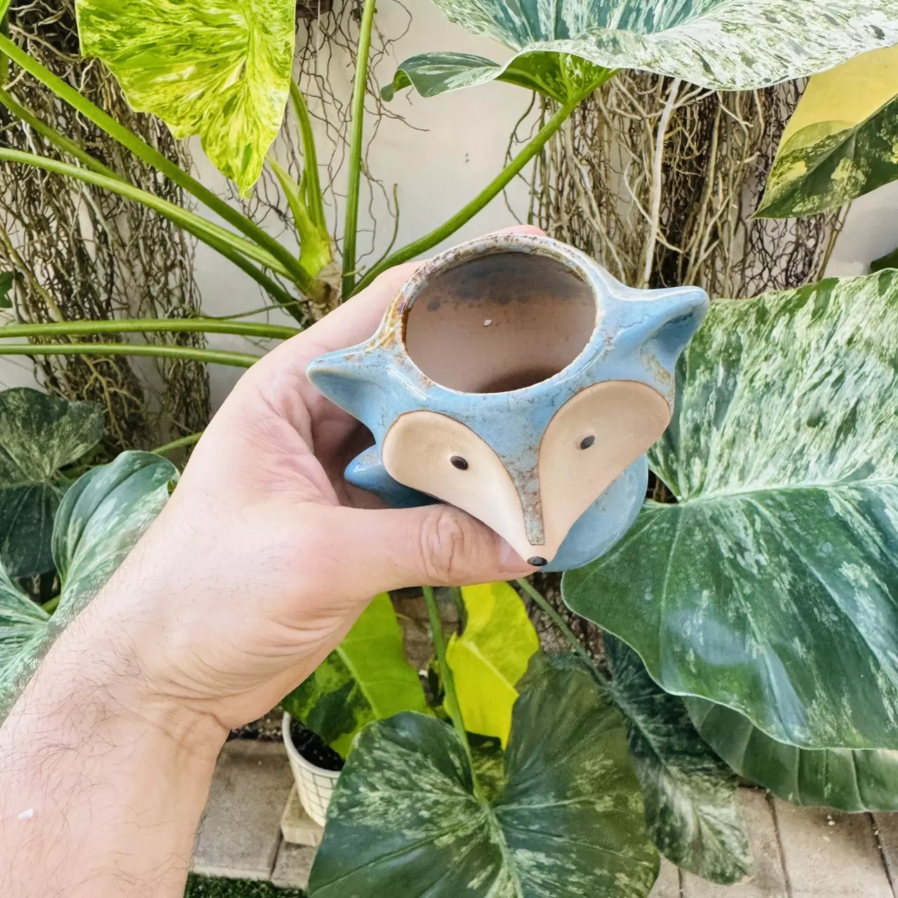 plant/D1 Blue Fox pot 2” opening-1