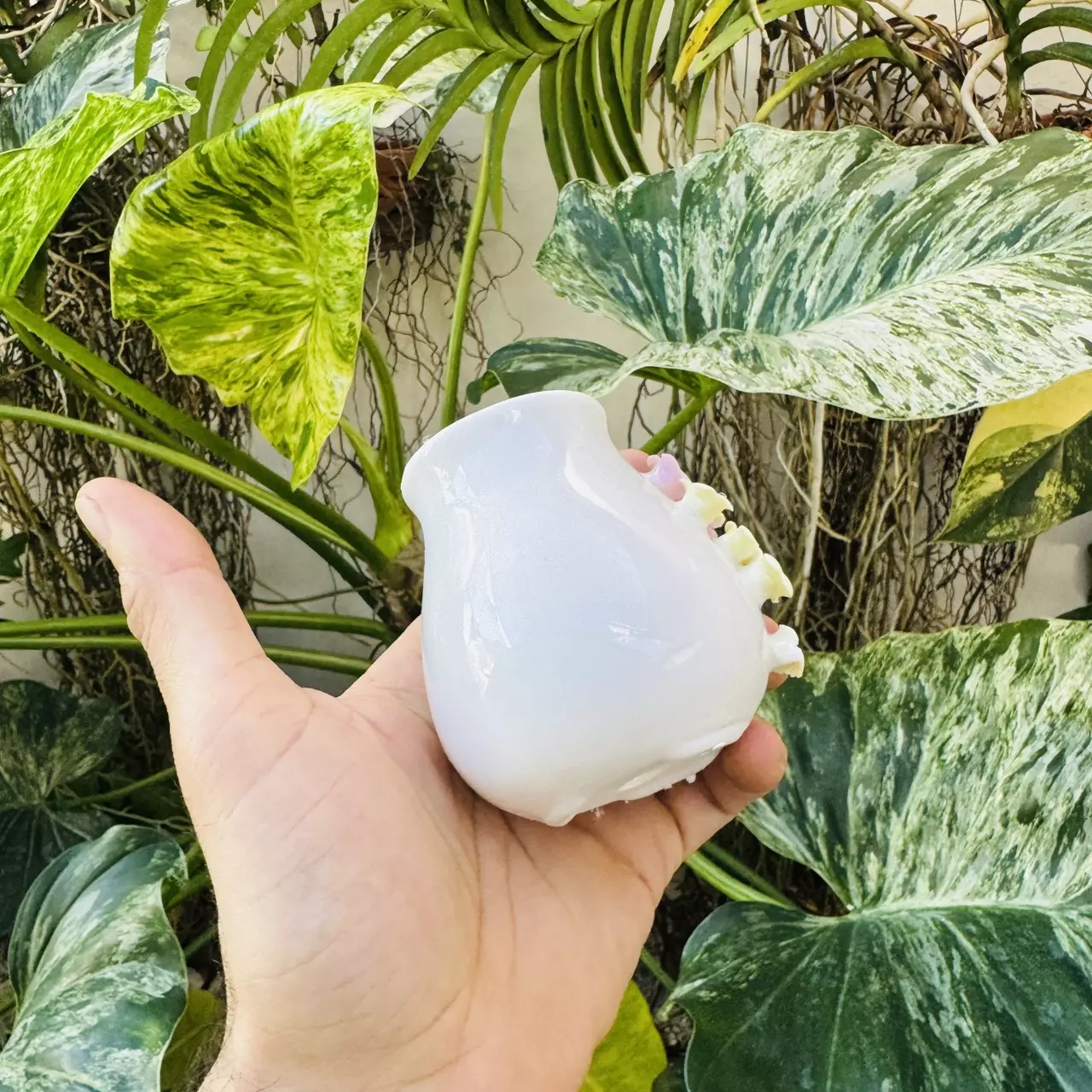 plant/Pearl pot D3 2” opening-3