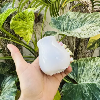 plant/Pearl pot D3 2” opening-3-thumbnail