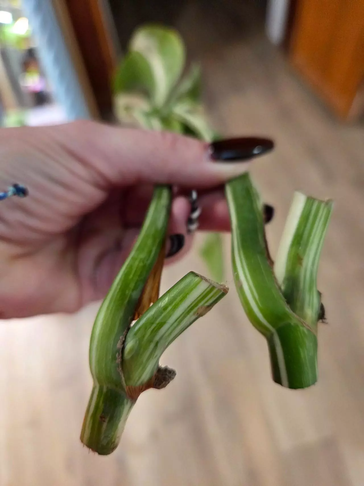 plant/Listing for Red Hot-4