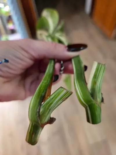 plant/Listing for Red Hot-4-thumbnail