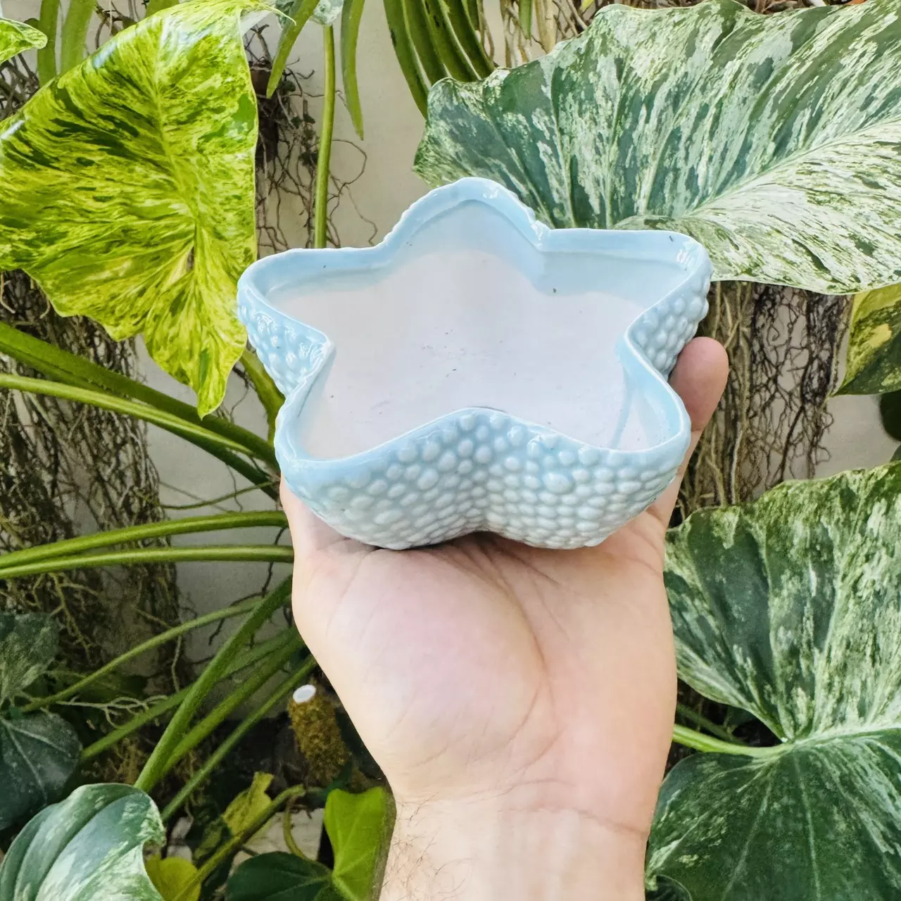 plant/Sea star blue pot 4” opening-0