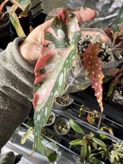 plant/Begonia Pink Maculata-0-thumbnail