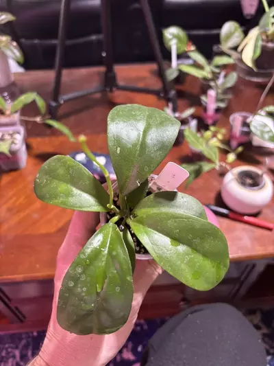plant/#314 Hoya Ilagiorum x UNK. Rooted in TFF-0-thumbnail