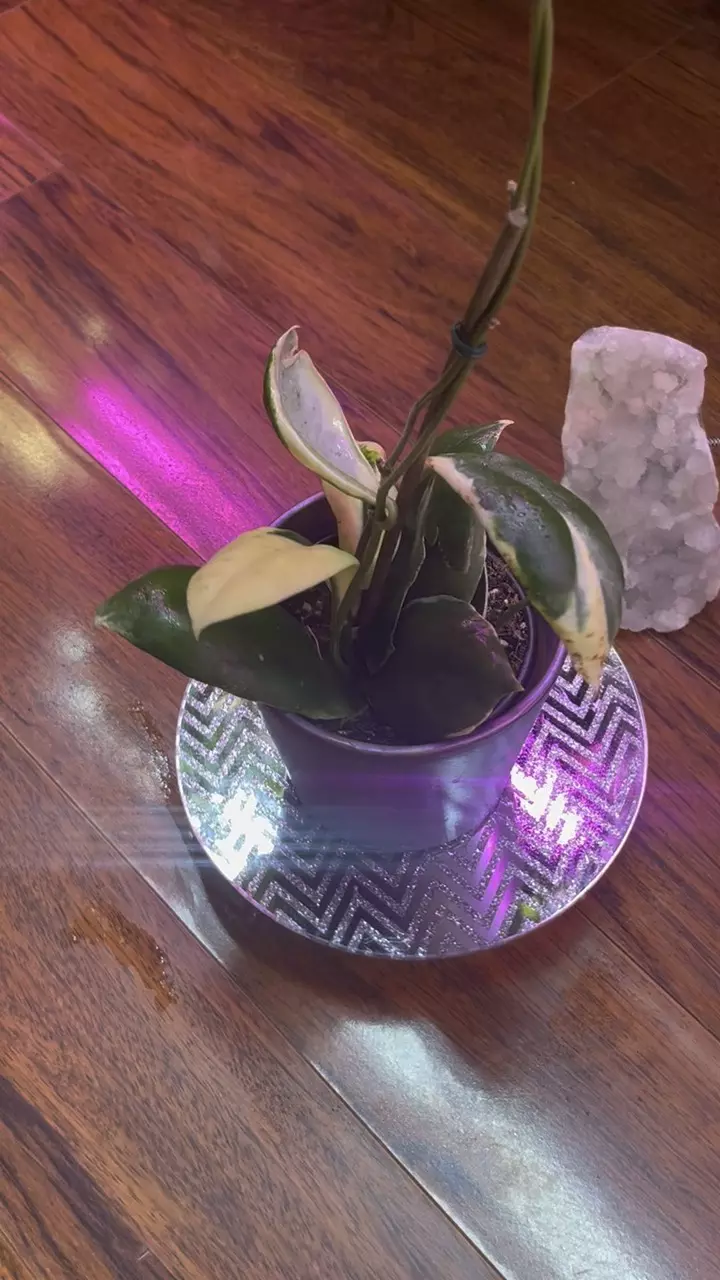 plant/Hoya Albo Incrassata-0