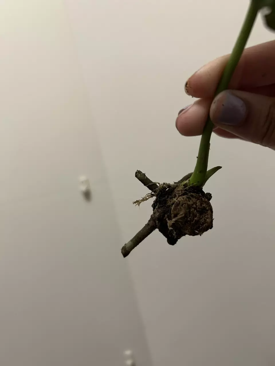 plant/Anthurium NSE Forgetii midcut-1