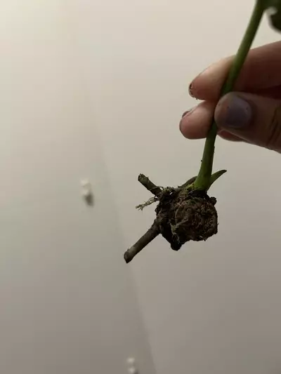 plant/Anthurium NSE Forgetii midcut-1-thumbnail