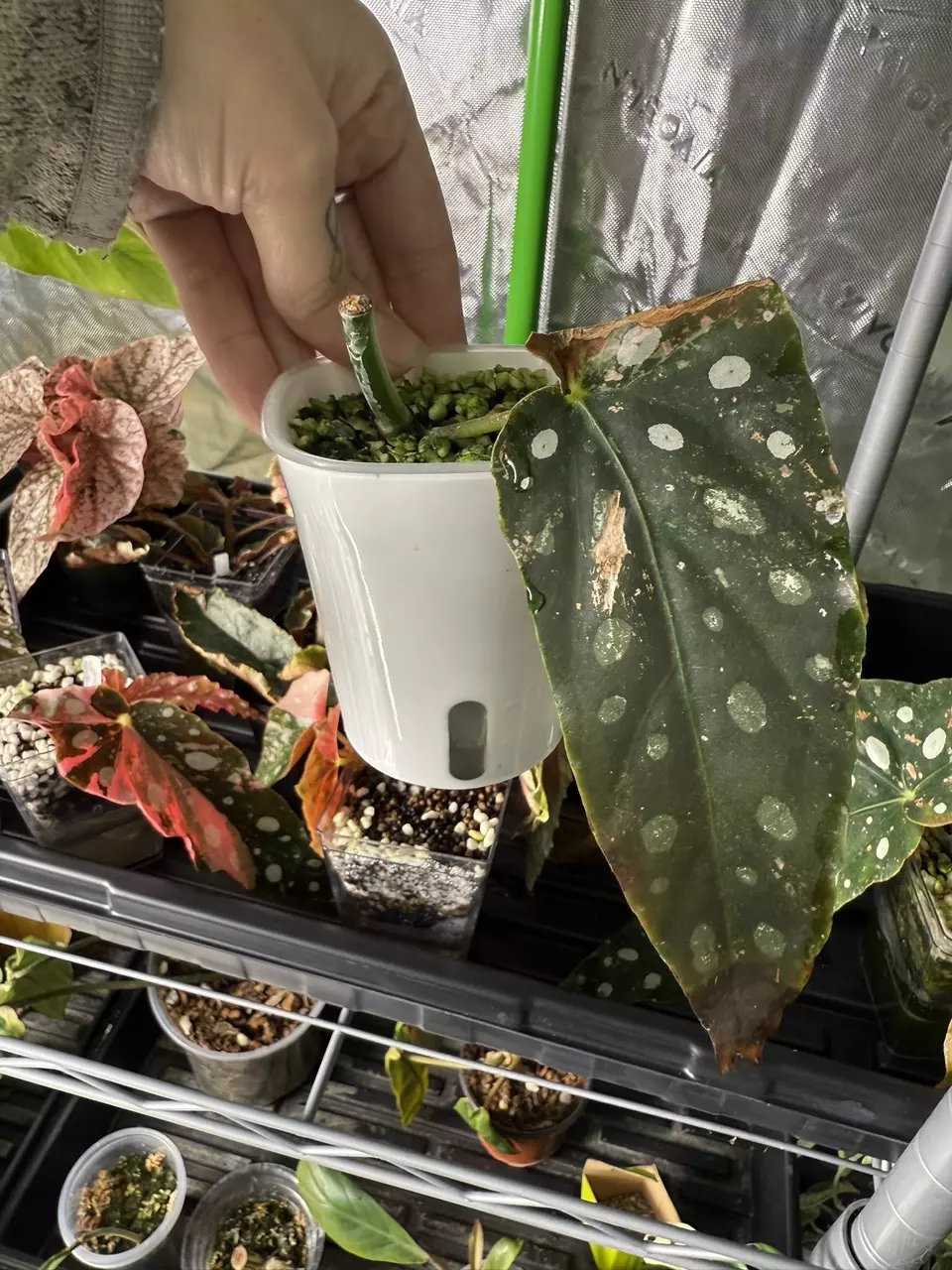 plant/Begonia Pink Maculata (rooted bottom)-0