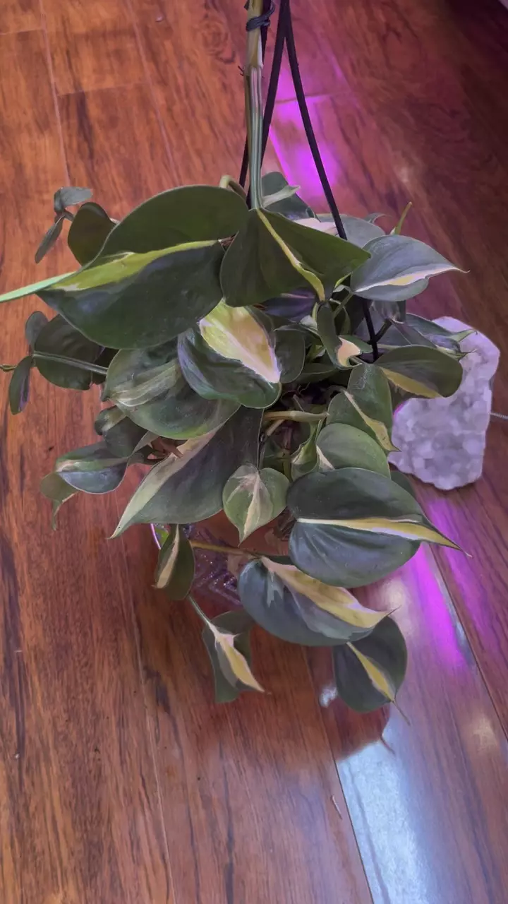 plant/Philodendron Crème Stripe basket-0