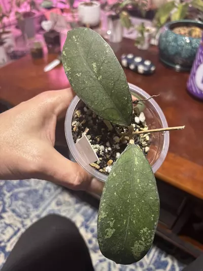 plant/#310 Hoya Kalimantan. 2 leaf fresh cutting in prop it like it’s hot.-0-thumbnail