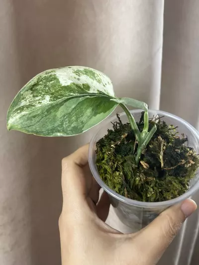 plant/Unicorn base cut-0-thumbnail