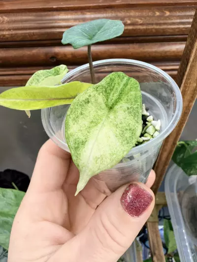 plant/Alocasia Scalprum Mint pup-1-thumbnail