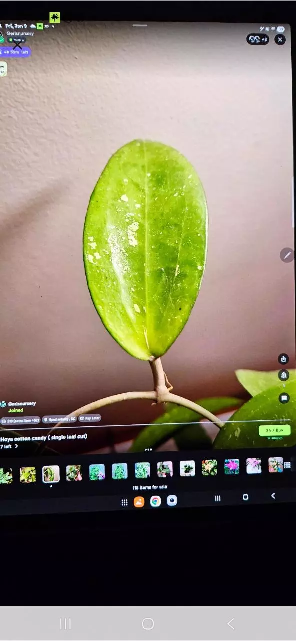 plant/Hoya cotton candy cuttings 5pcs + heatpack with insulation-0