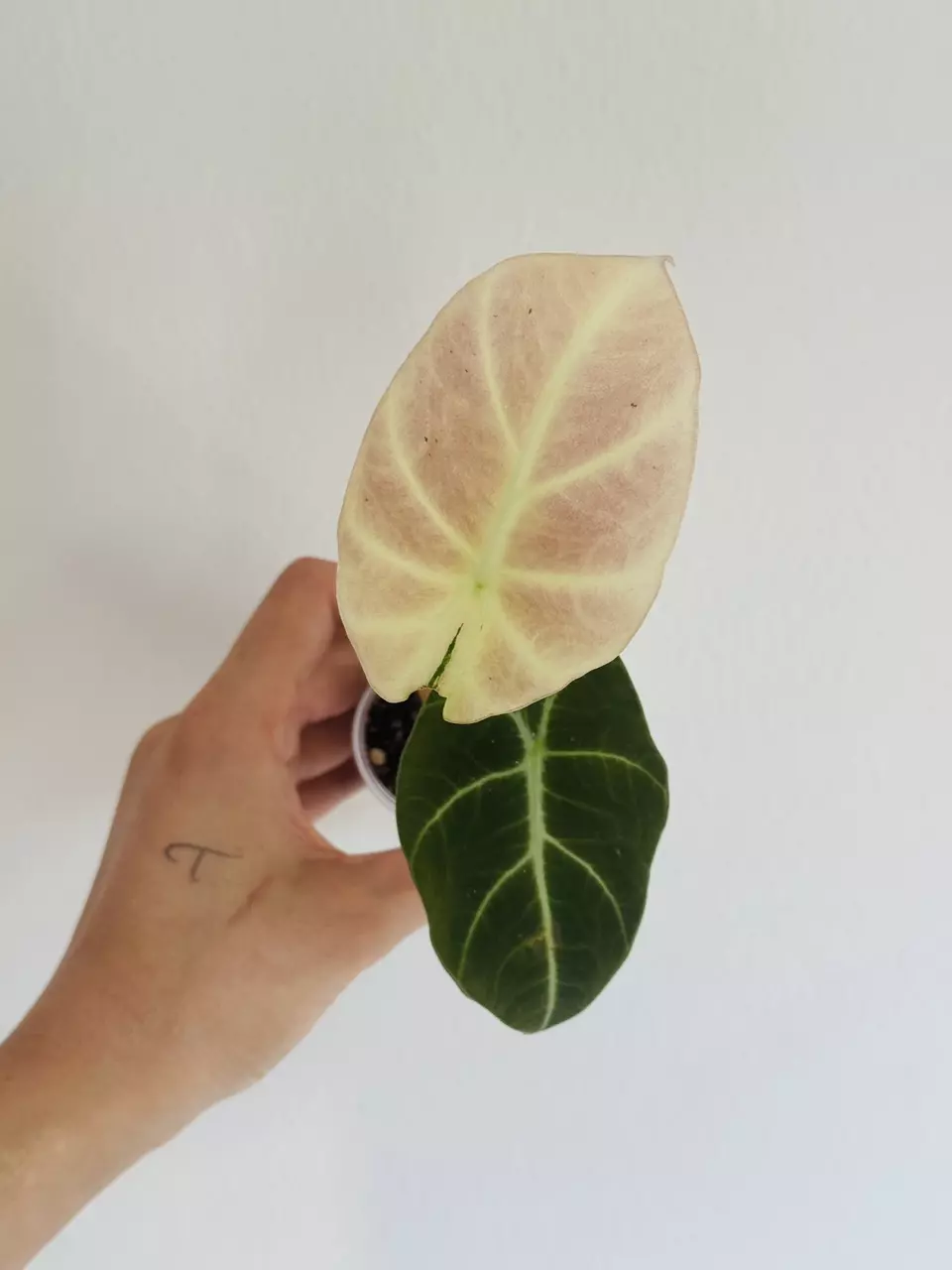 plant/Pink Black Velvet Teen-2