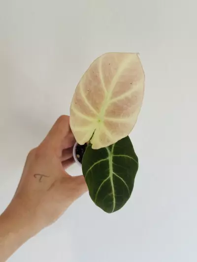 plant/Pink Black Velvet Teen-2-thumbnail