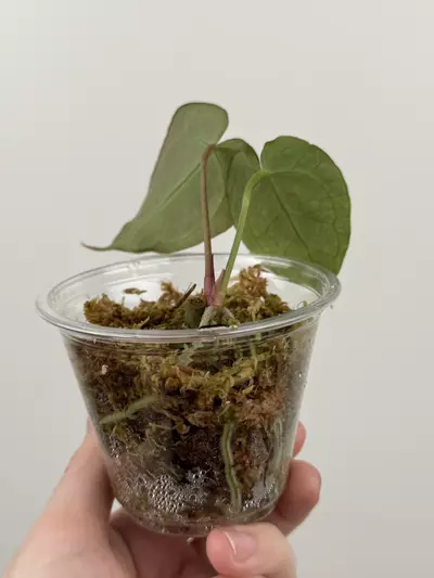 plant/Anthurium 'Chocolate Crystallinum' x NOID-2-thumbnail