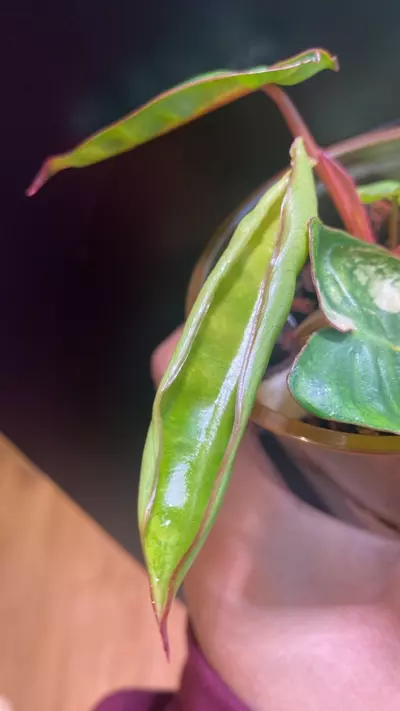plant/Variegated Billie-1-thumbnail